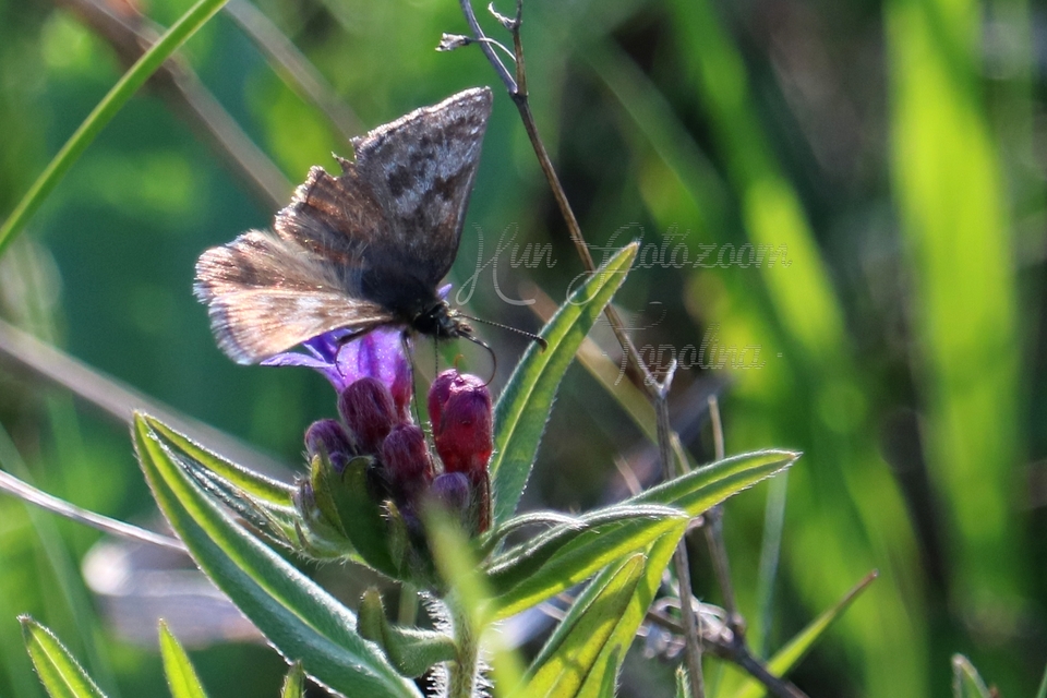 Erynnis tages - cigánylepke