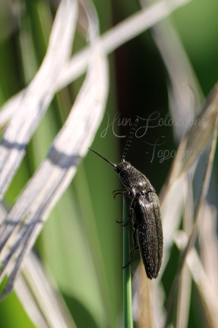Cidnopus pilosus - szőrös pattanó