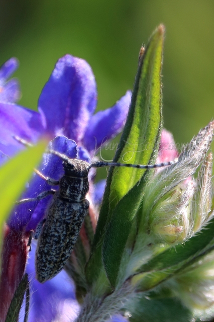 Pilemia tigrina - atracélcincér