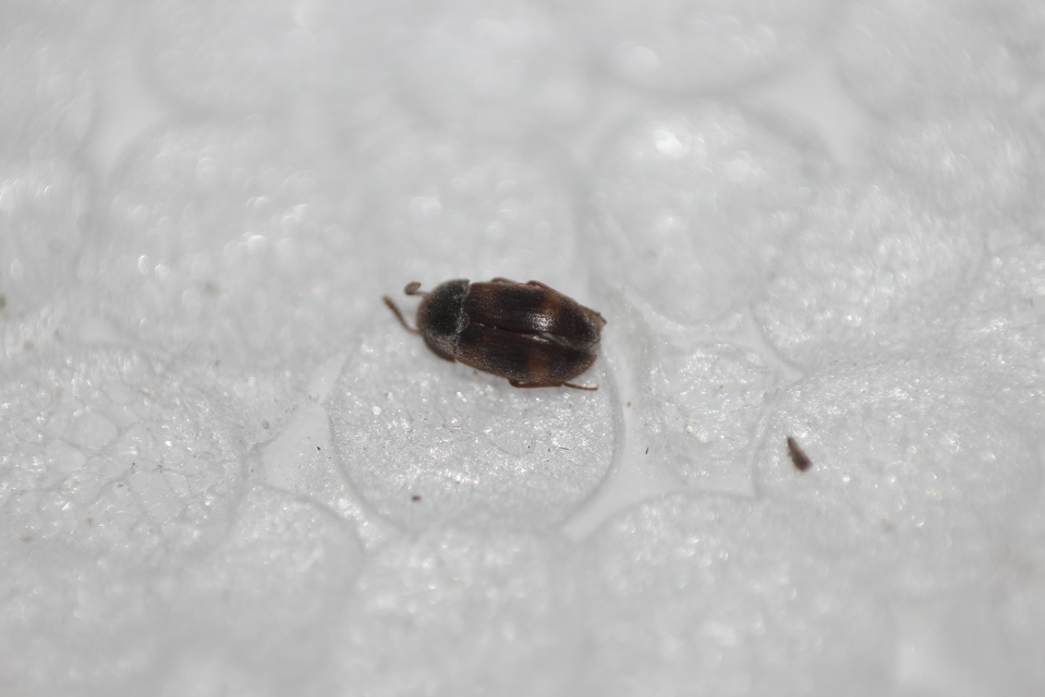 Mycetophagus quadriguttatus - domború gombabogár