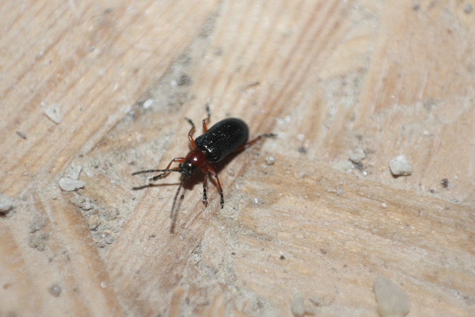 Oulema melanopus/duftschmidi