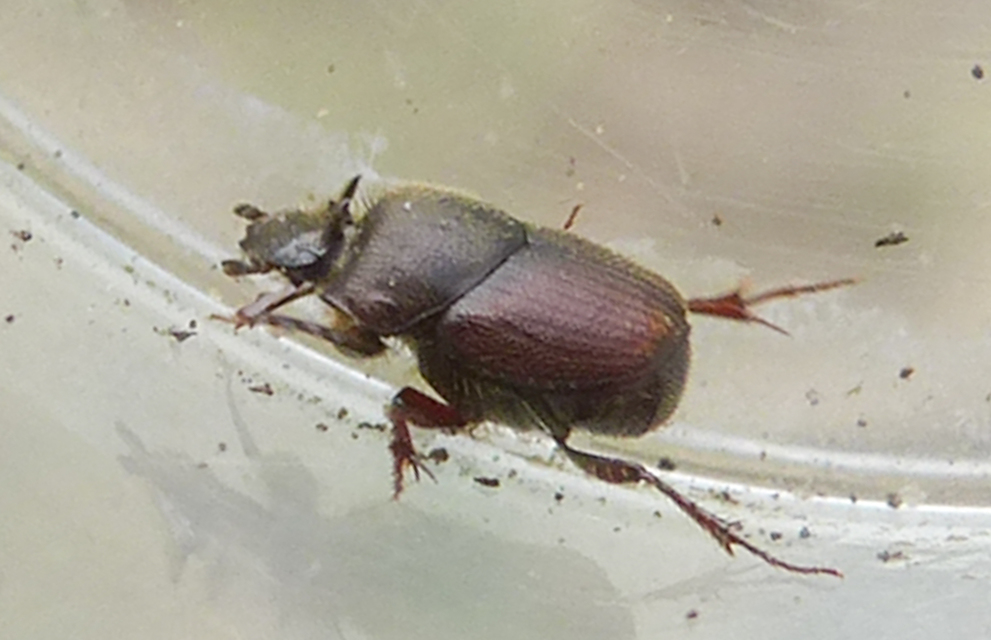 Onthophagus furcatus - villás trágyatúró
