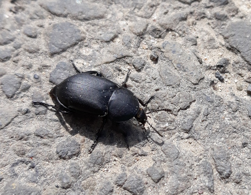 Ablattaria laevigata - sima csigarabló
