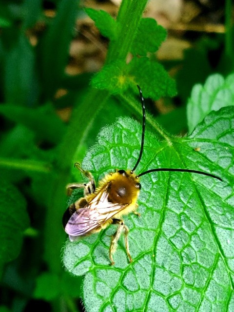 Eucera