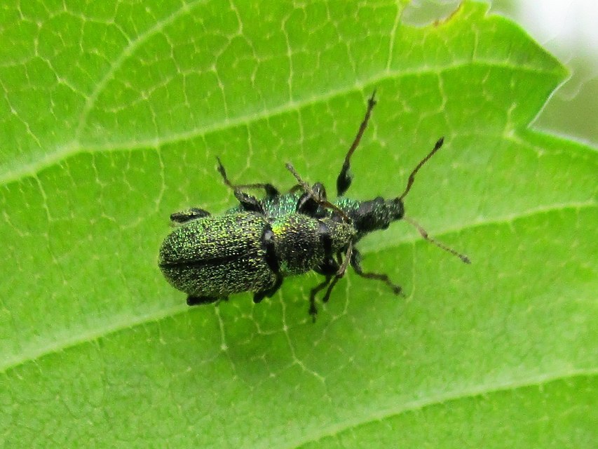 Phyllobius betulinus - változékony levélormányos
