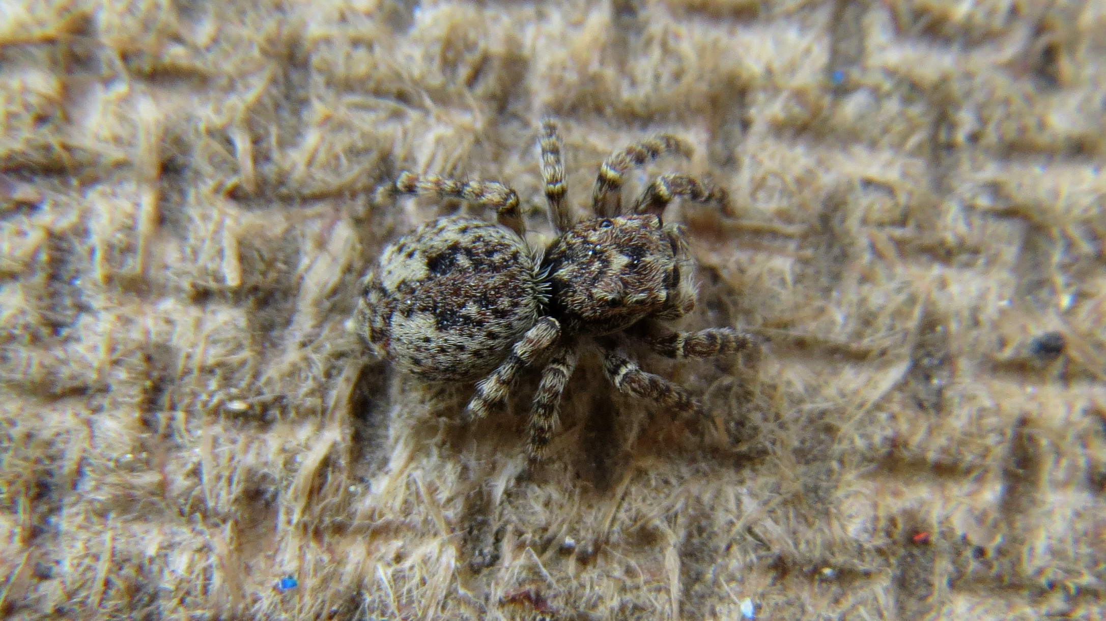Attulus pubescens - bozontos ugrópók