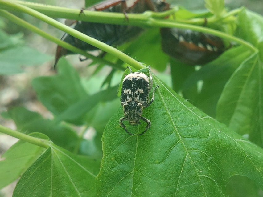 Valgus hemipterus - suta virágbogár
