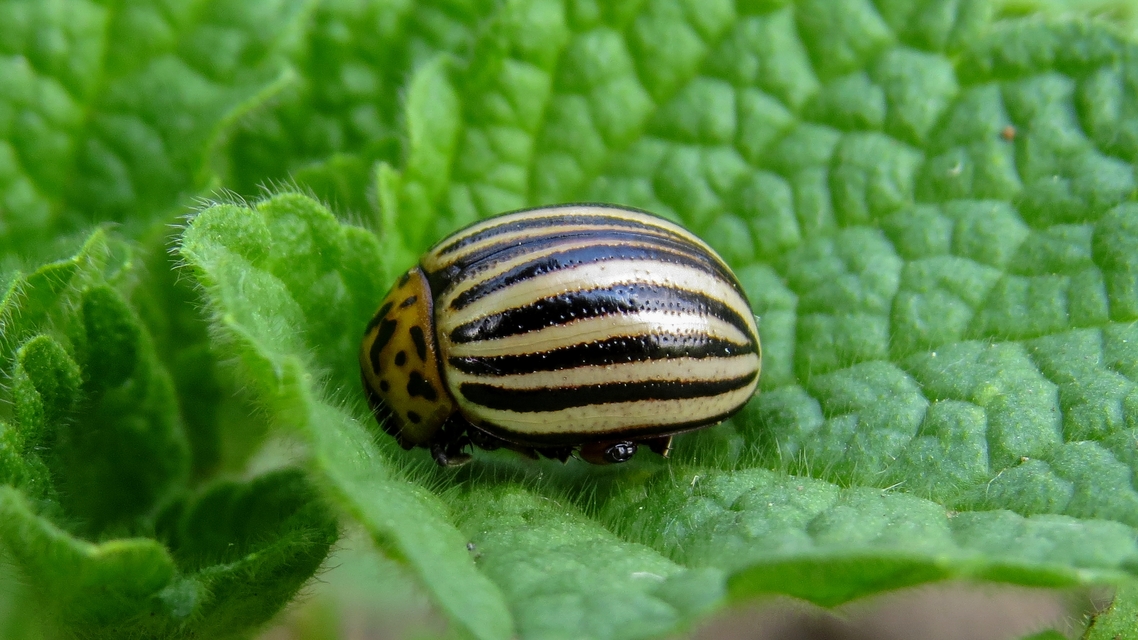 Leptinotarsa decemlineata - burgonyabogár