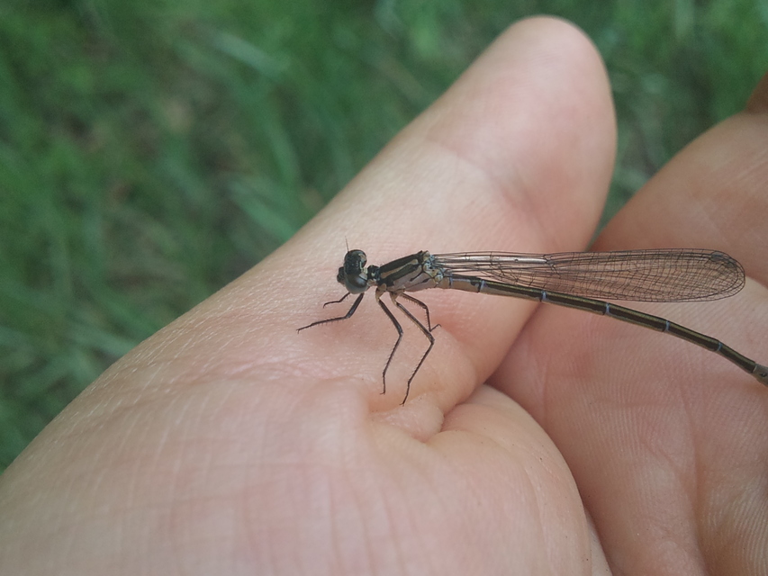Coenagrion pulchellum - karcsú légivadász