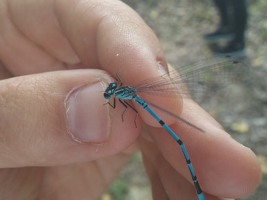 Coenagrion puella - azúrkék légivadász