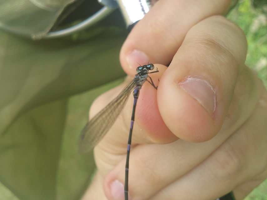 Coenagrion pulchellum - karcsú légivadász