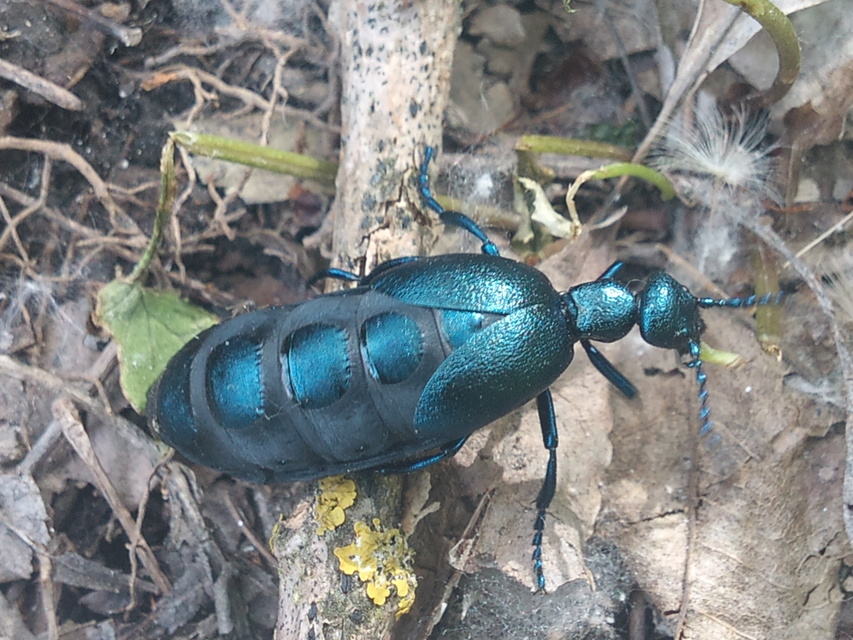Meloe violaceus - kék nünüke