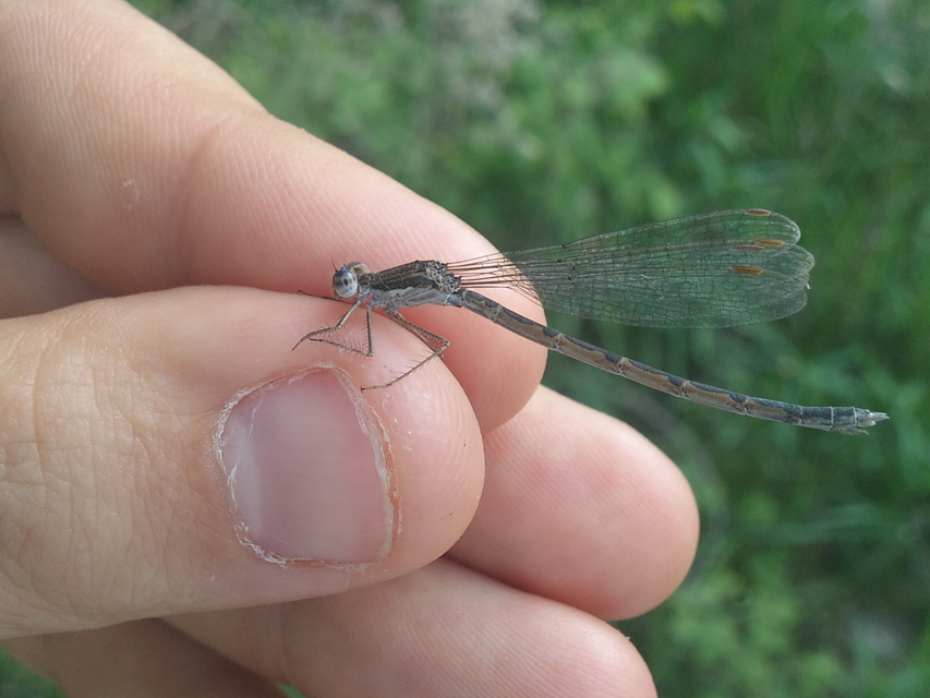 Sympecma fusca - téli rablószitakötő