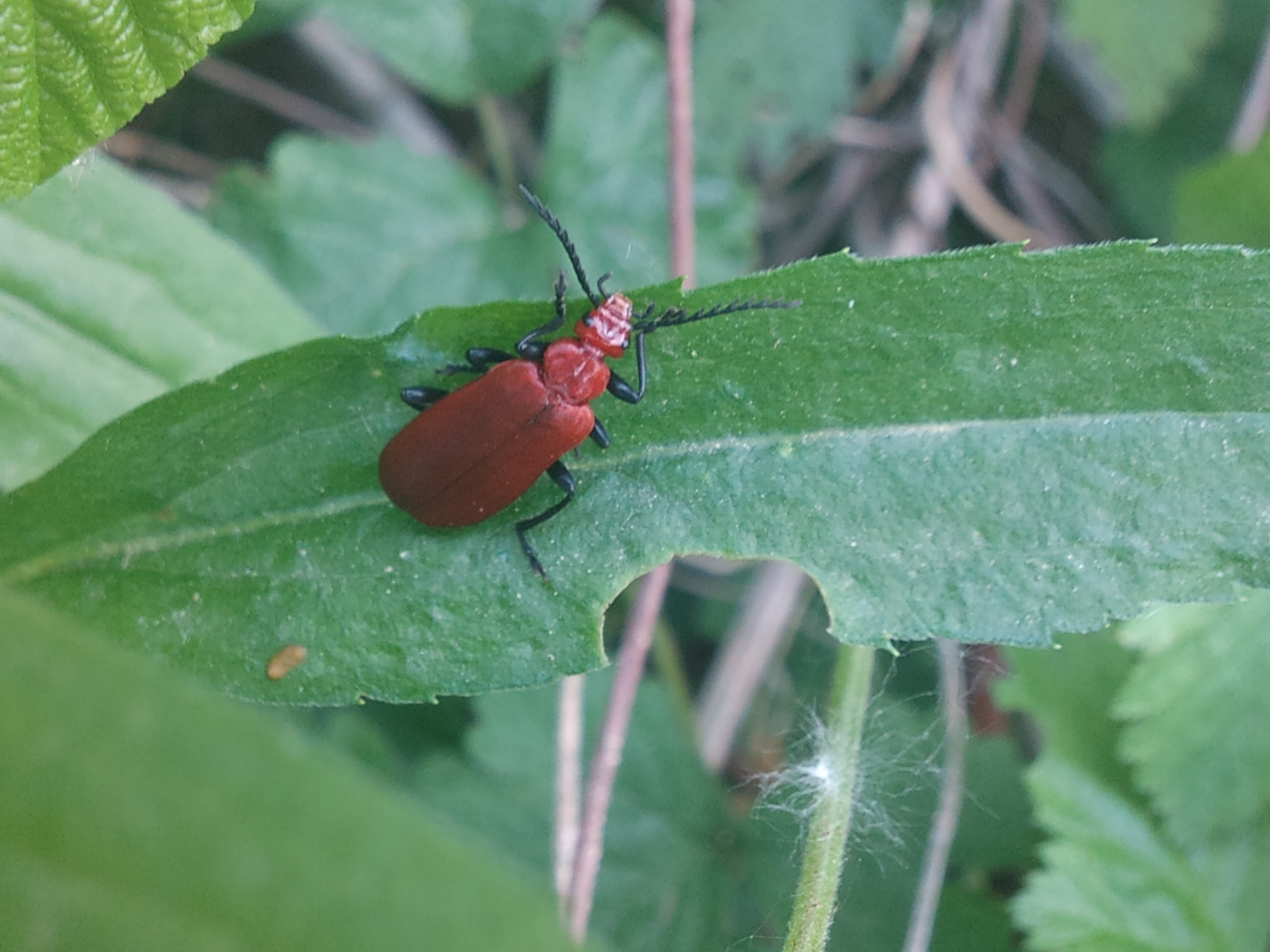 Pyrochroa serraticornis - közép-bíborbogár