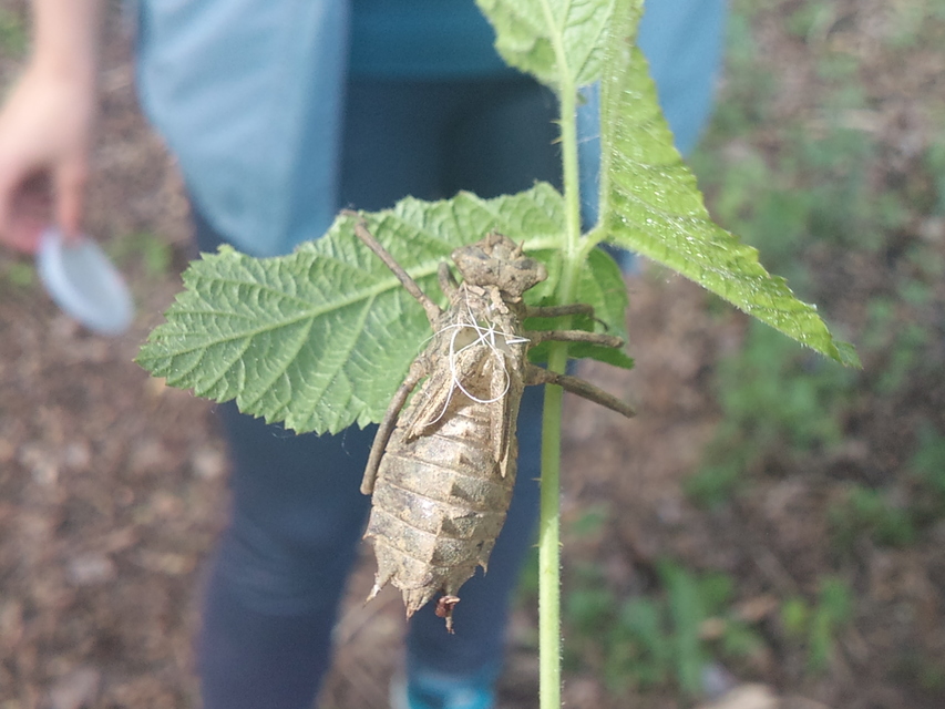 Epitheca bimaculata - kétfoltos sárkányszitakötő