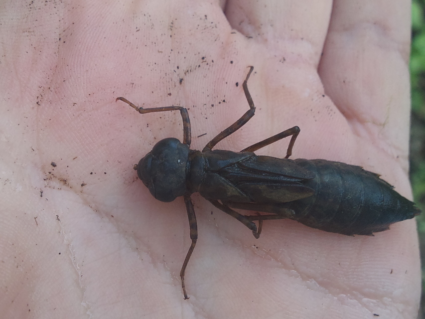 Anax imperator - zöld óriásacsa