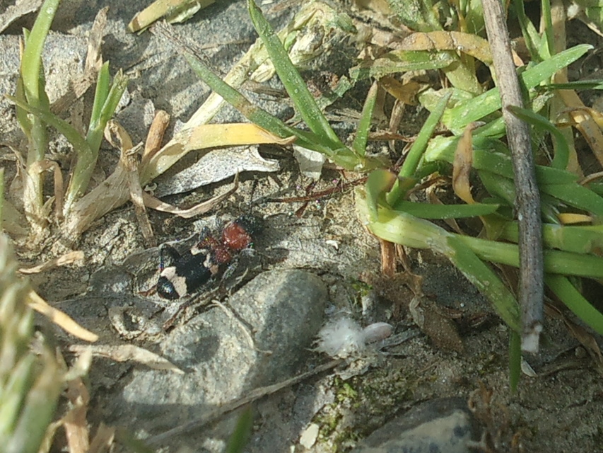Thanasimus formicarius - vörösnyakú szúfarkas