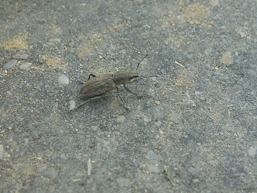Tanymecus palliatus - közönséges hegyesfarúbarkó