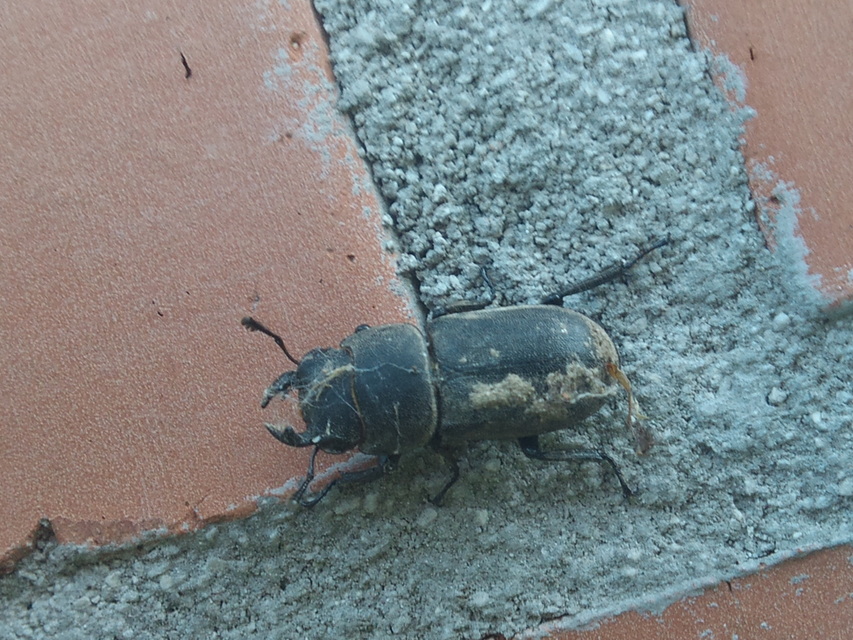 Dorcus parallelipipedus - kis szarvasbogár
