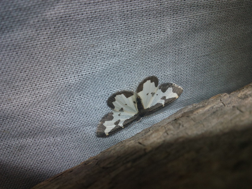 Lomaspilis marginata - szegélyes nyárfaaraszoló