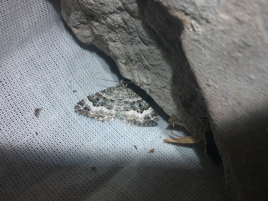 Epirrhoe alternata - galaj-tarkaaraszoló