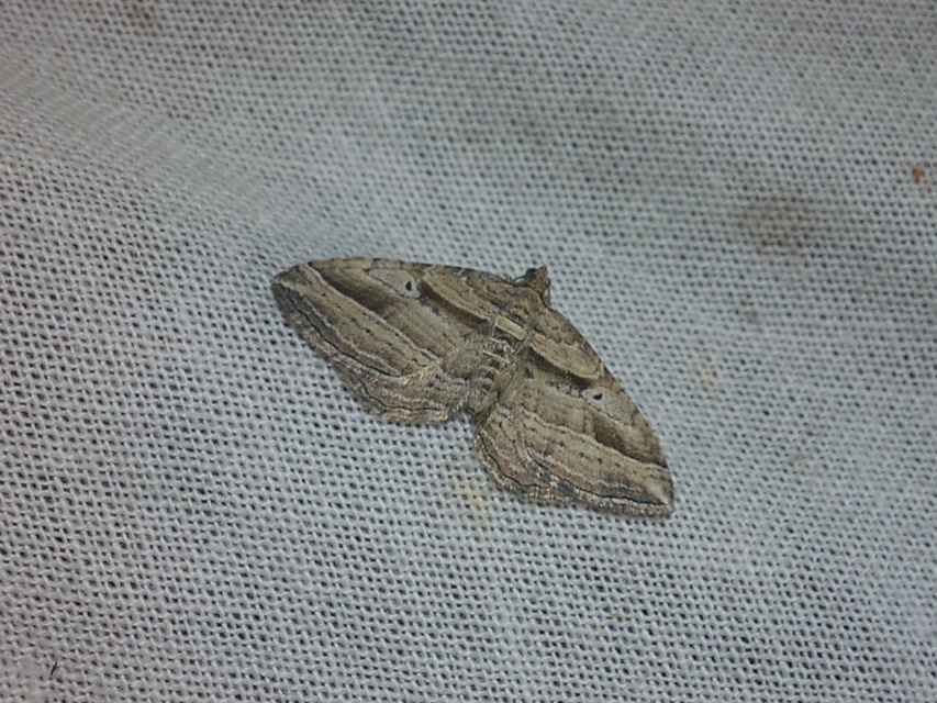 Costaconvexa polygrammata - soksávú araszoló