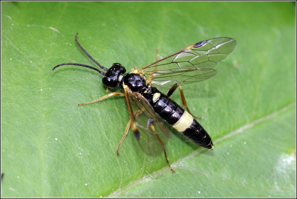 Tenthredinidae - valódi levéldarazsak
