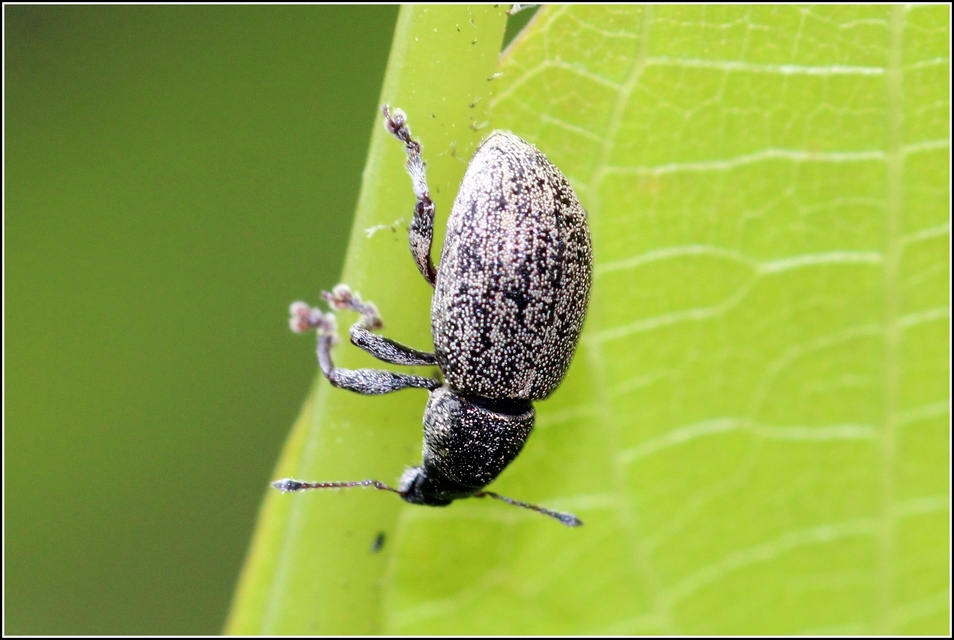 Sciaphobus squalidus - nagy szálkásbarkó