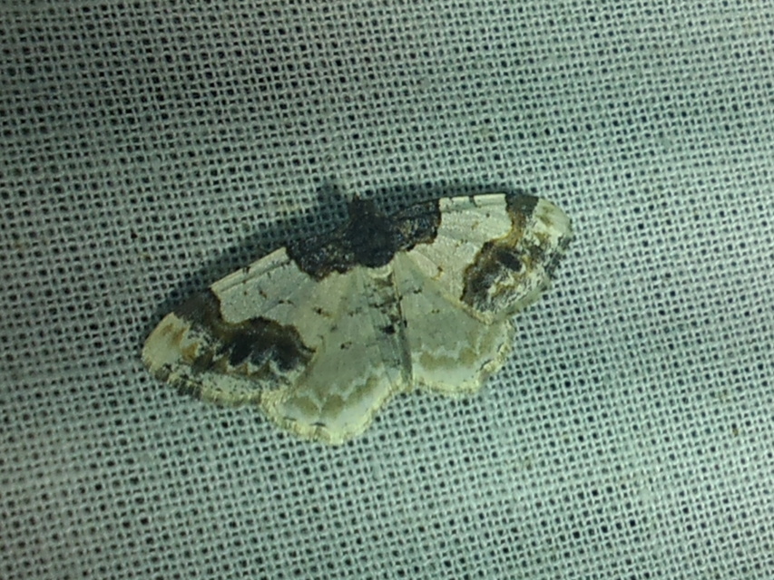 Ligdia adustata - barna levélaraszoló