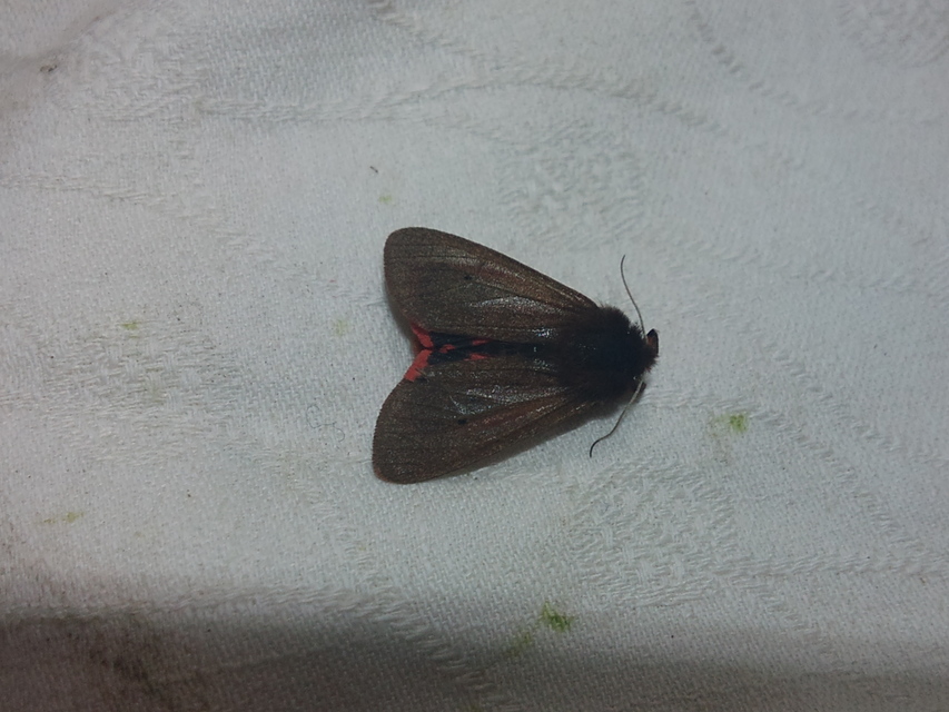 Phragmatobia fuliginosa - füstös medvelepke