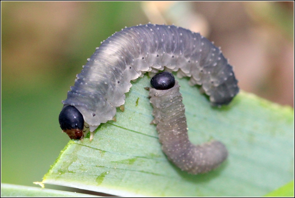 Rhadinoceraea reitteri - nagy nőszirom-levéldarázs