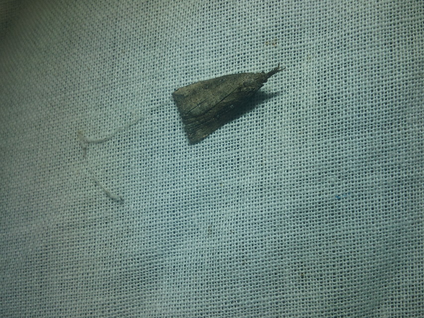 Hypena rostralis - közönséges karcsúbagoly