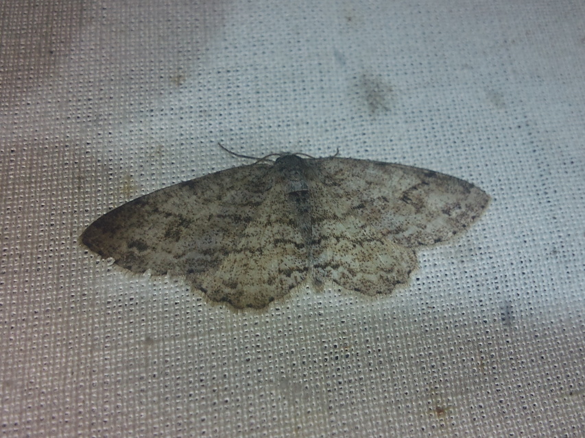 Ectropis crepuscularia - avararaszoló