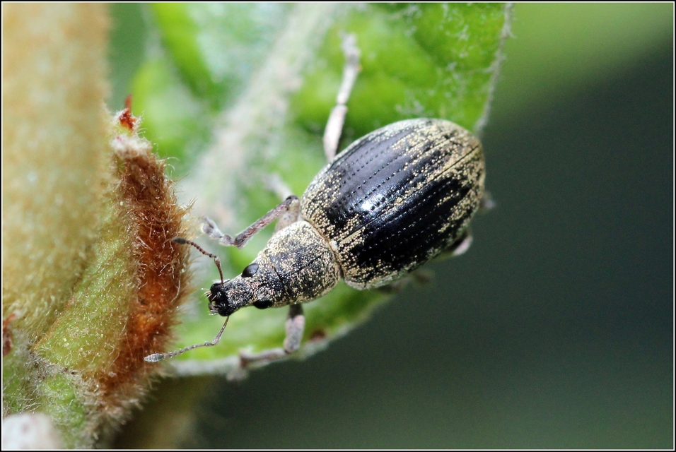 Sciaphobus squalidus - nagy szálkásbarkó