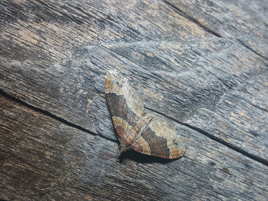 Xanthorhoe ferrugata - kerti tarkaaraszoló