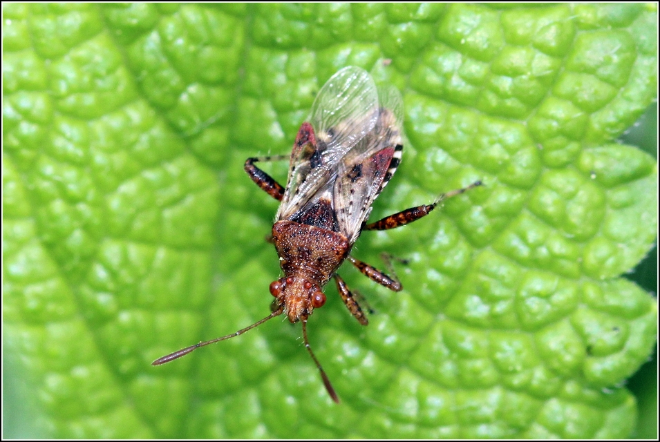 Rhopalidae - üvegpoloskák