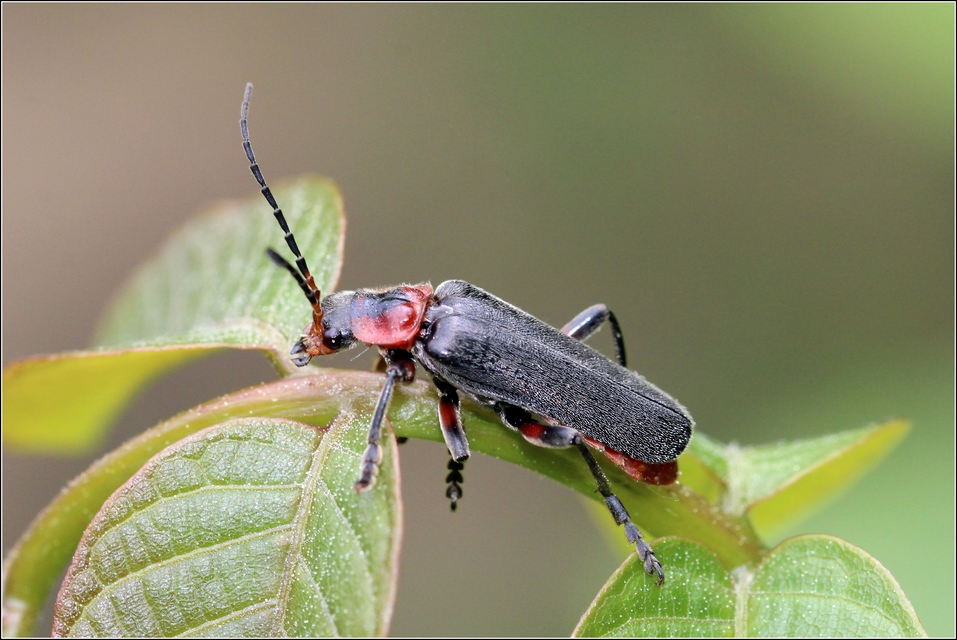 Cantharis rustica - suszterbogár