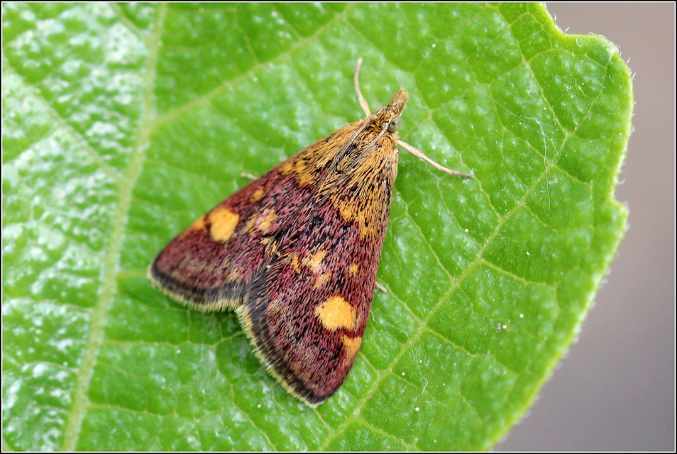 Pyrausta aurata - aranyló bíbormoly