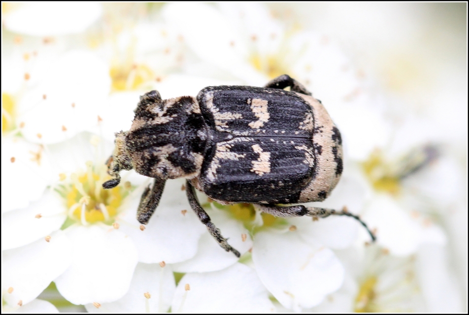 Valgus hemipterus - suta virágbogár
