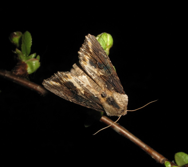 Egira conspicillaris - változékony szürkebagoly
