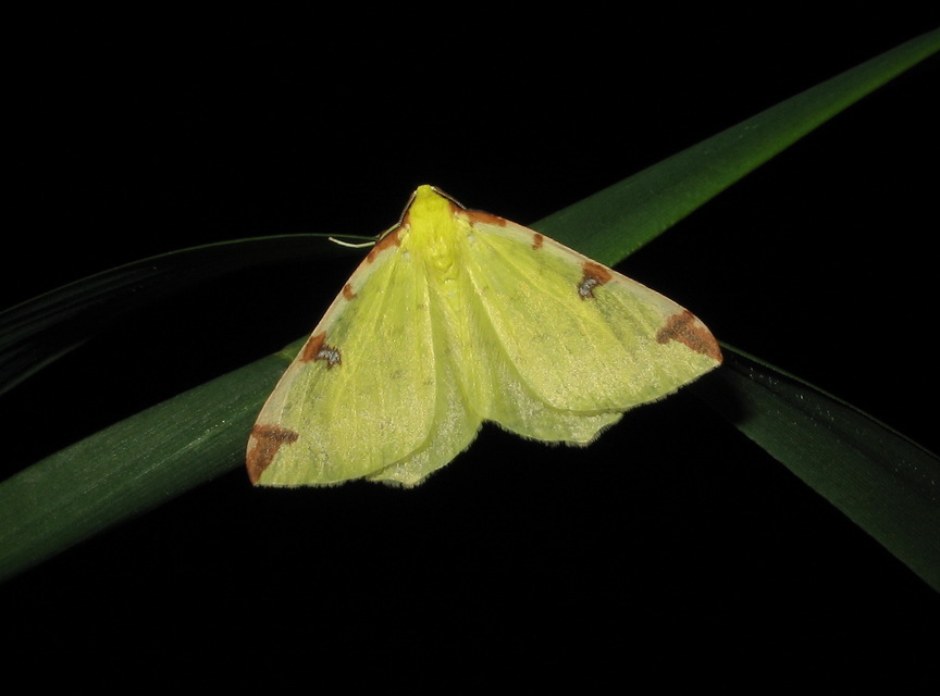 Opisthograptis luteolata - citromsárga araszoló