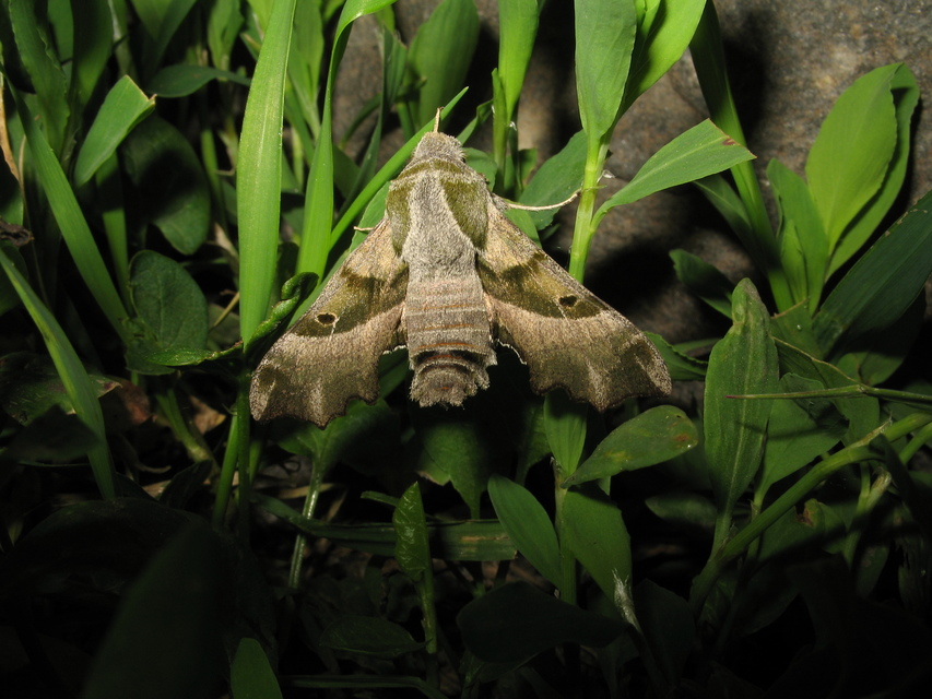 Proserpinus proserpina - törpeszender