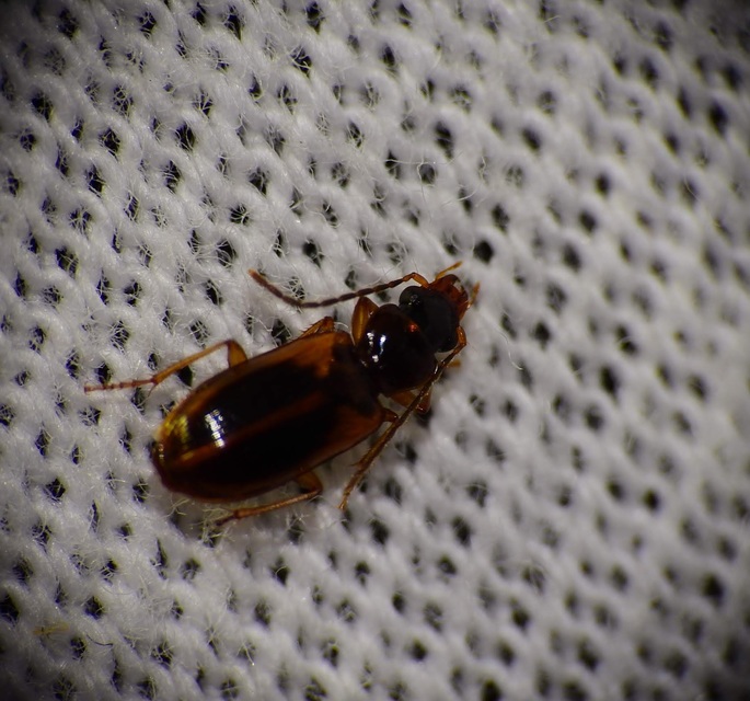 Anthracus consputus - nyerges kisdedfutó
