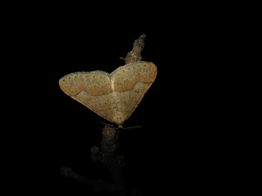 Agriopis marginaria - sárgás téliaraszoló