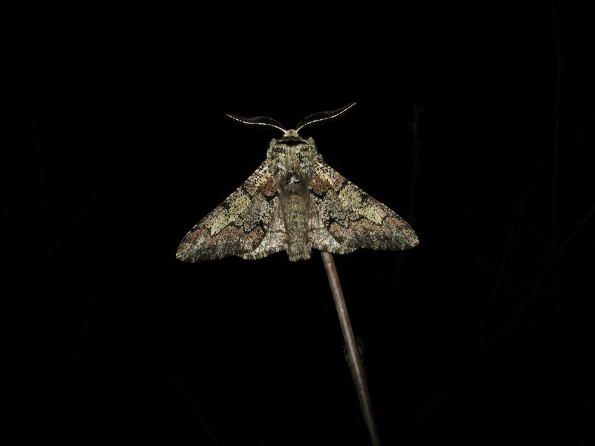 Biston strataria - barnapettyes araszoló