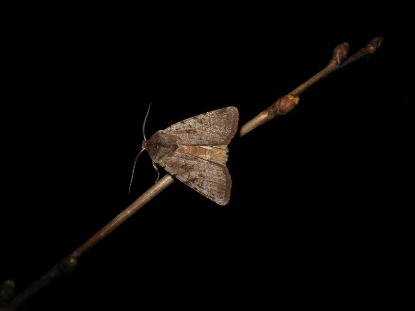 Cerastis rubricosa - vörhenyes tavaszibagoly