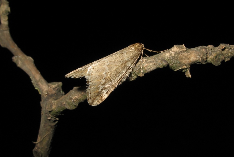 Alsophila aescularia - vadgesztenye-araszoló