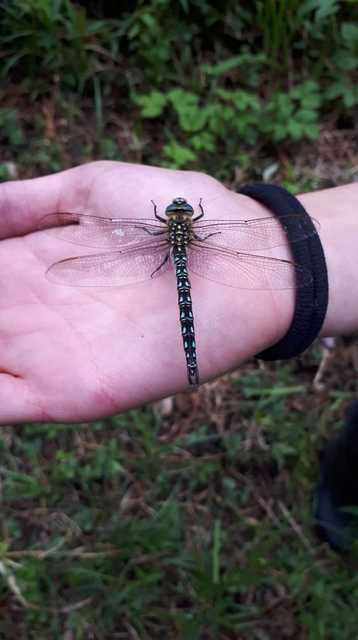 Brachytron pratense - szőrös karcsúacsa