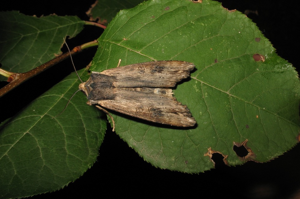 Xylena exsoleta - szürke fabagoly