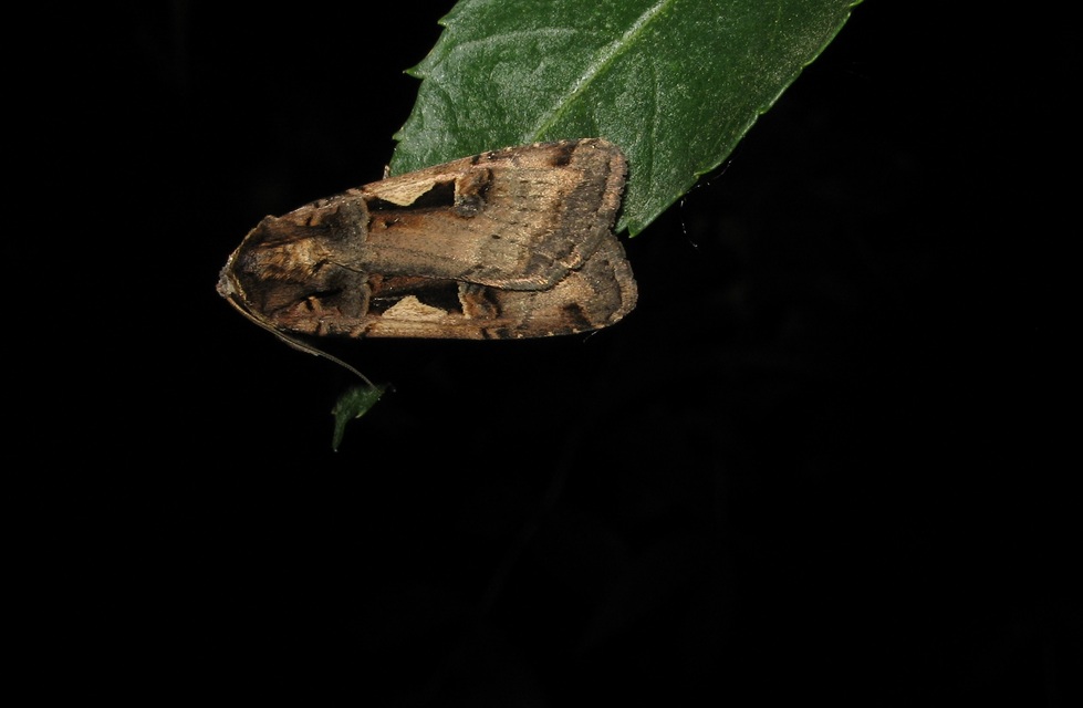 Xestia c-nigrum - c-betűs fűbagoly